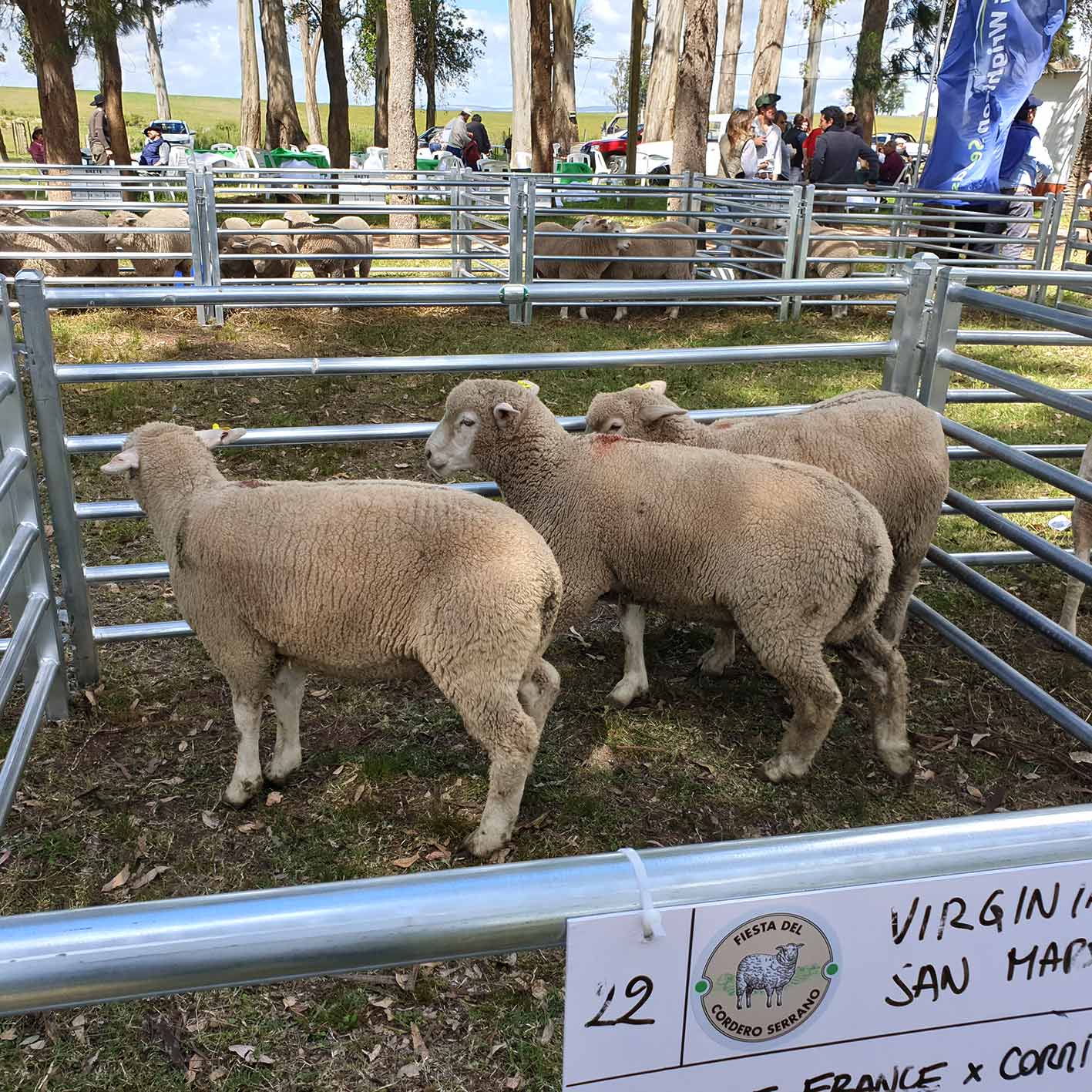 Primer premio cordero Serrano